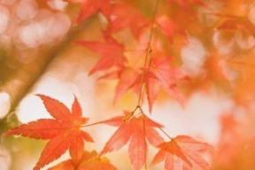 幻塔枫叶席卷攻略-解锁游戏中的秘密（探索幻塔世界）