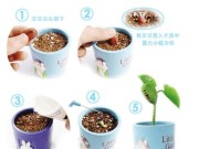 魔豆种植的具体步骤是什么？