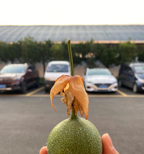 时之歌灰鹰怎么样？R灰鹰弄香技能属性有哪些特点？  第2张