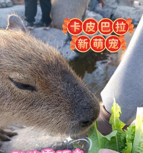 水豚获取方法有哪些？获取后如何培养？  第1张