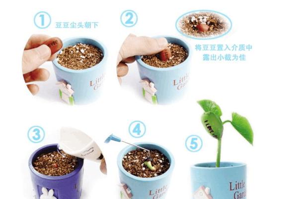 魔豆种植的具体步骤是什么？  第1张
