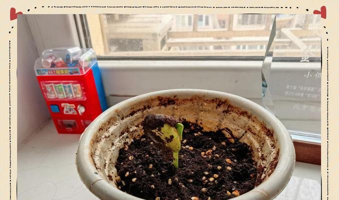 魔豆种植的具体步骤是什么？  第3张