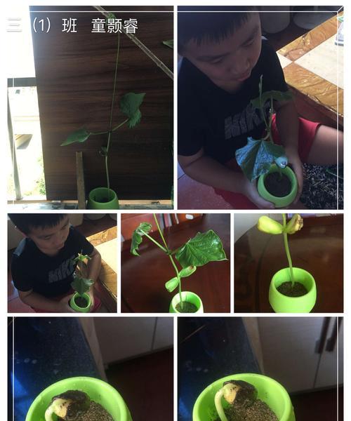 魔豆种植的具体步骤是什么？  第2张