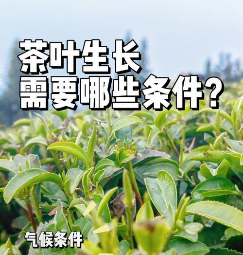 我的世界中茶叶种植方法是什么？  第2张