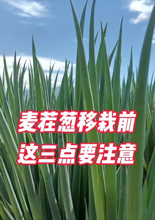 魔兽世界烹饪所需葱哪里买？葱的获取途径是什么？  第3张